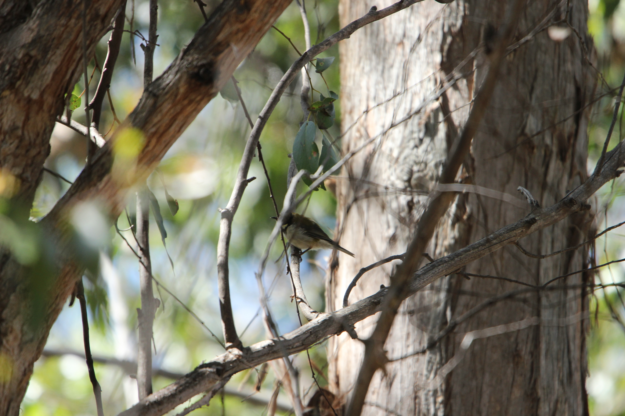Black-headed Honeyeater (Melithreptus affinis), photo 2