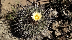 Thelocactus rinconensis