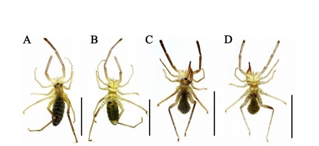 Karschia wenquan