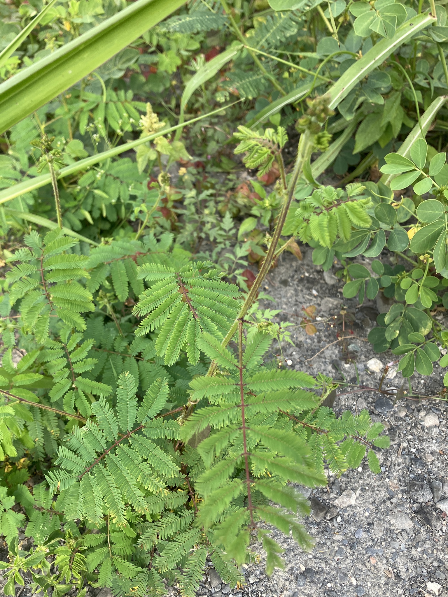 Giant sensitive plant