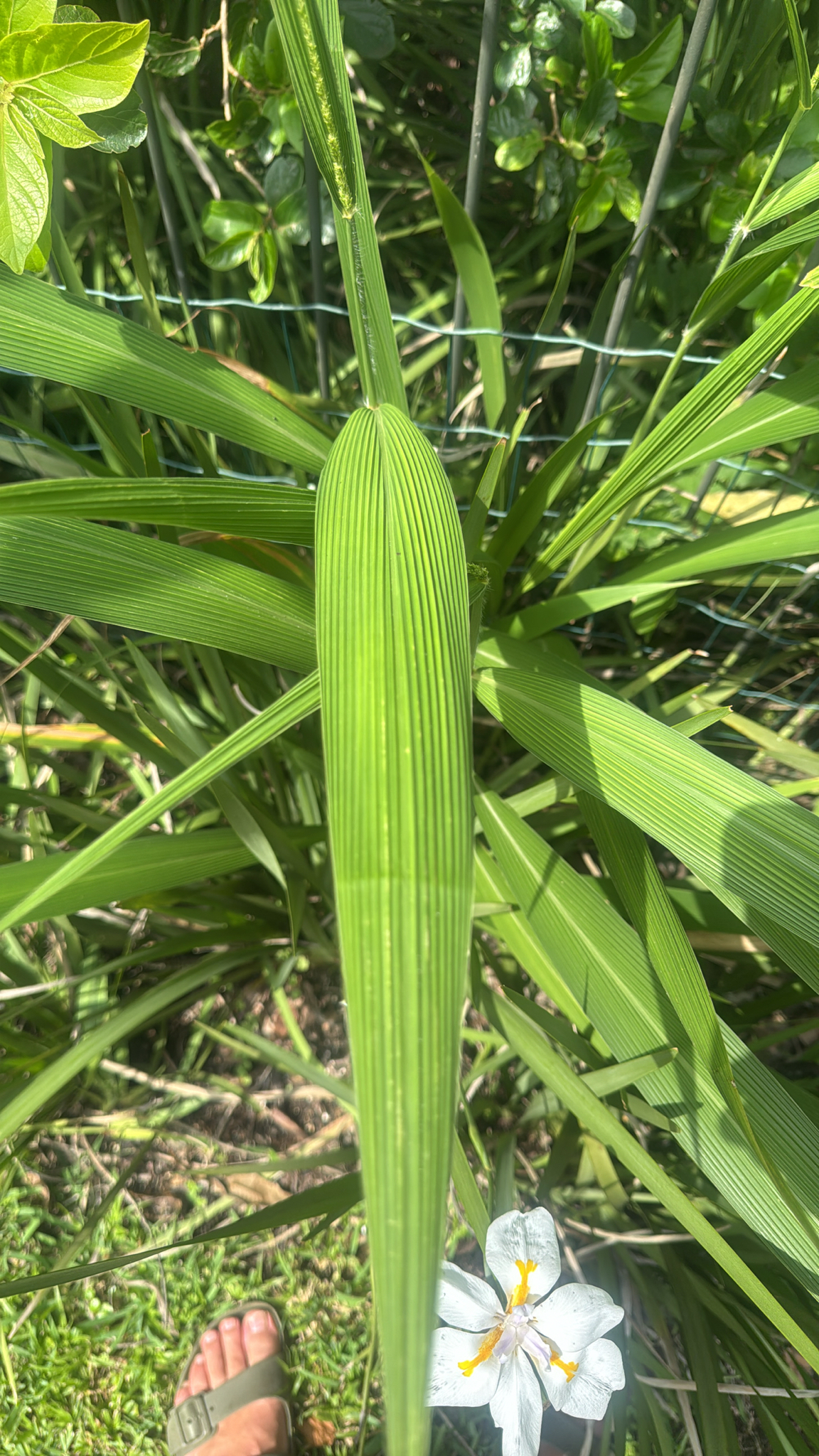 Imagem de Setaria megaphylla