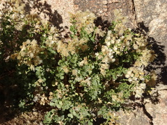 Ericameria cuneata spathulata