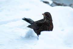 Turdus merula