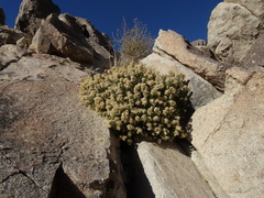 Ericameria cuneata spathulata