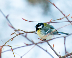 Parus major