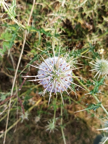 Echinops echinatus, photograph 6