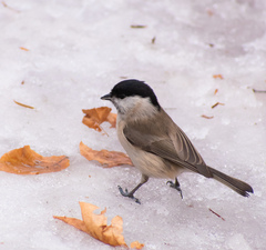 Poecile palustris