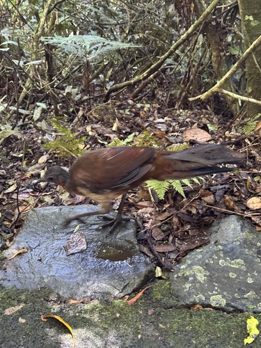 Albert's Lyrebird (Menura alberti)
