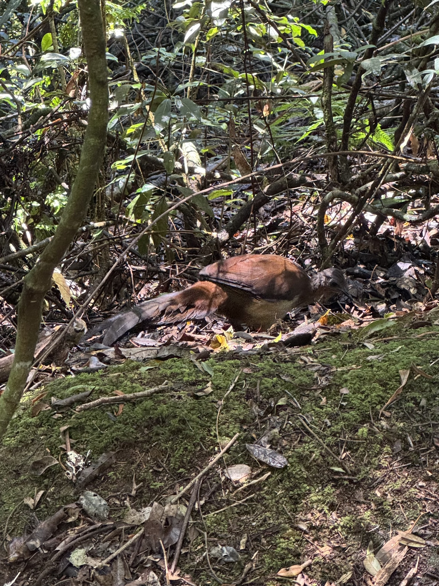 Albert's Lyrebird (Menura alberti), photo 2