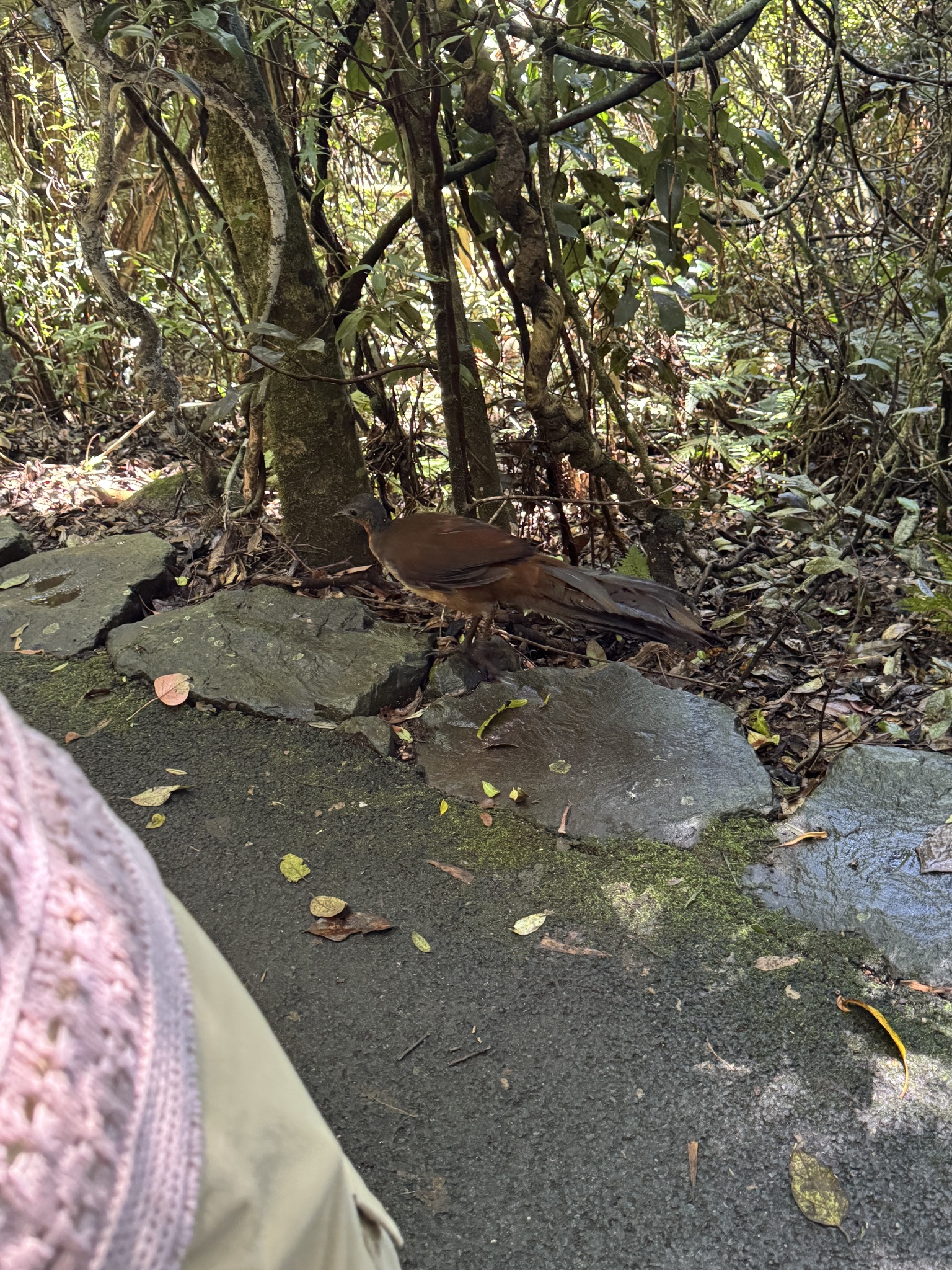 Albert's Lyrebird (Menura alberti), photo 3