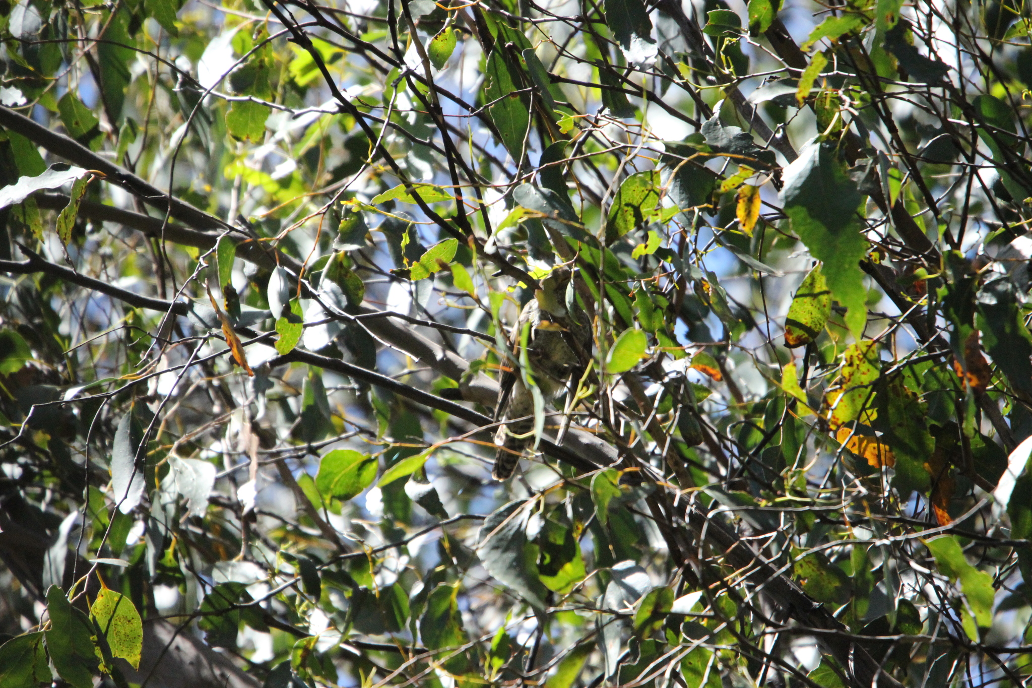 Fan-tailed Cuckoo (Cacomantis flabelliformis), photo 6
