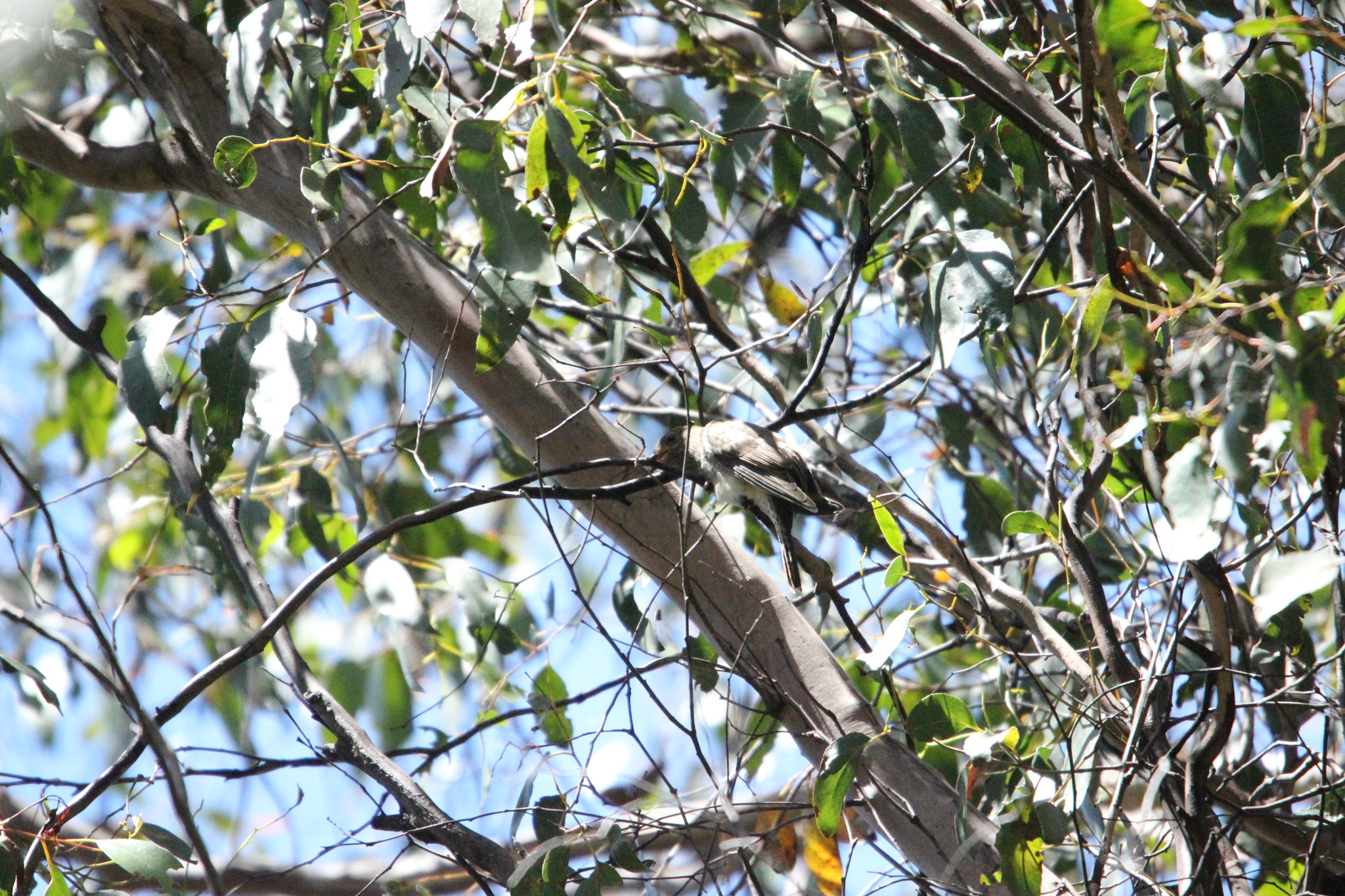 Fan-tailed Cuckoo (Cacomantis flabelliformis), photo 8