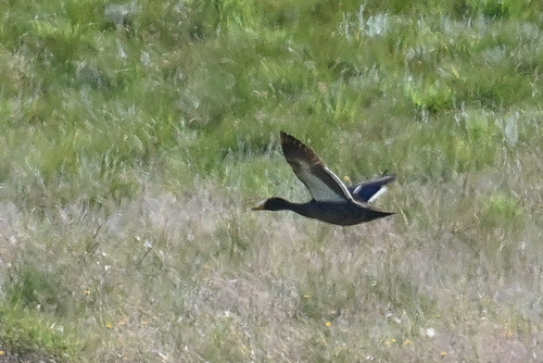 iNaturalist: (c) Maryse Neukomm, some rights reserved (CC BY-NC), uploaded by Maryse Neukomm iNaturalist image