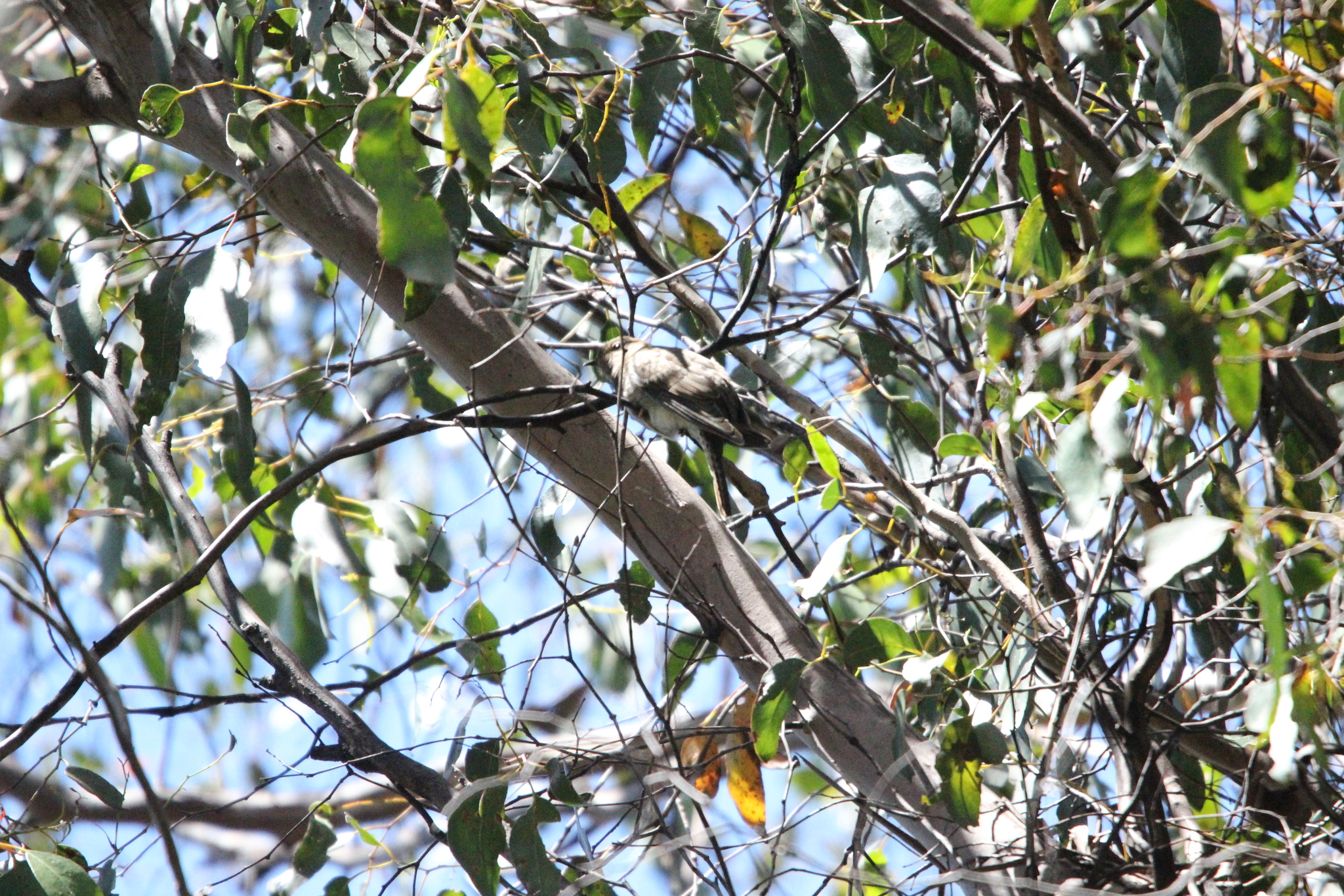 Fan-tailed Cuckoo (Cacomantis flabelliformis), photo 7