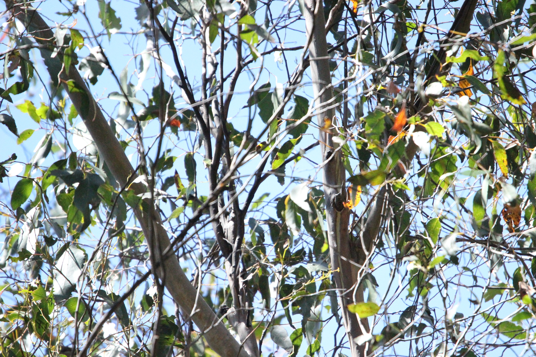 Fan-tailed Cuckoo (Cacomantis flabelliformis), photo 10