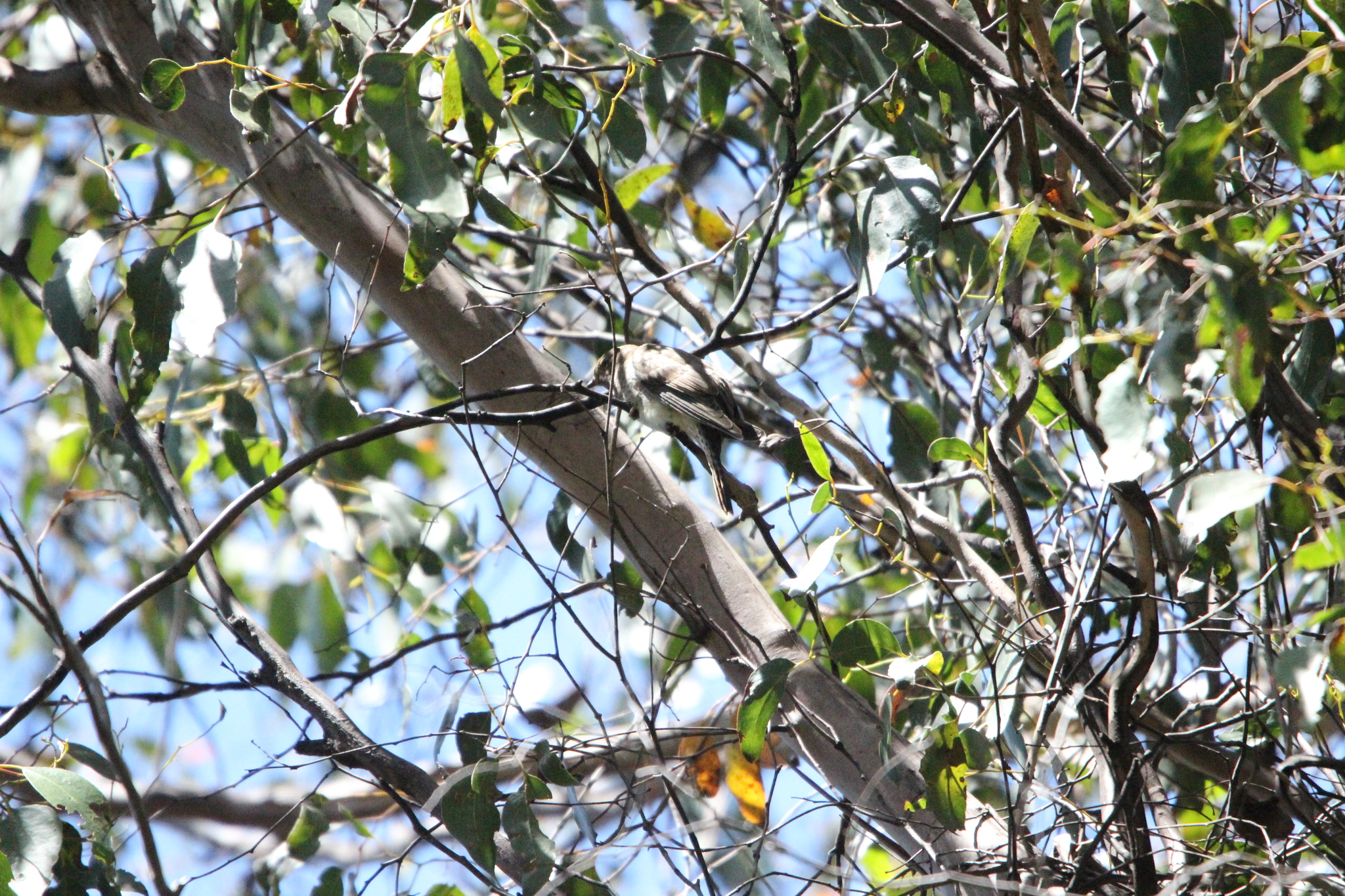 Fan-tailed Cuckoo (Cacomantis flabelliformis), photo 9