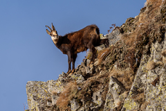 Rupicapra rupicapra carpatica