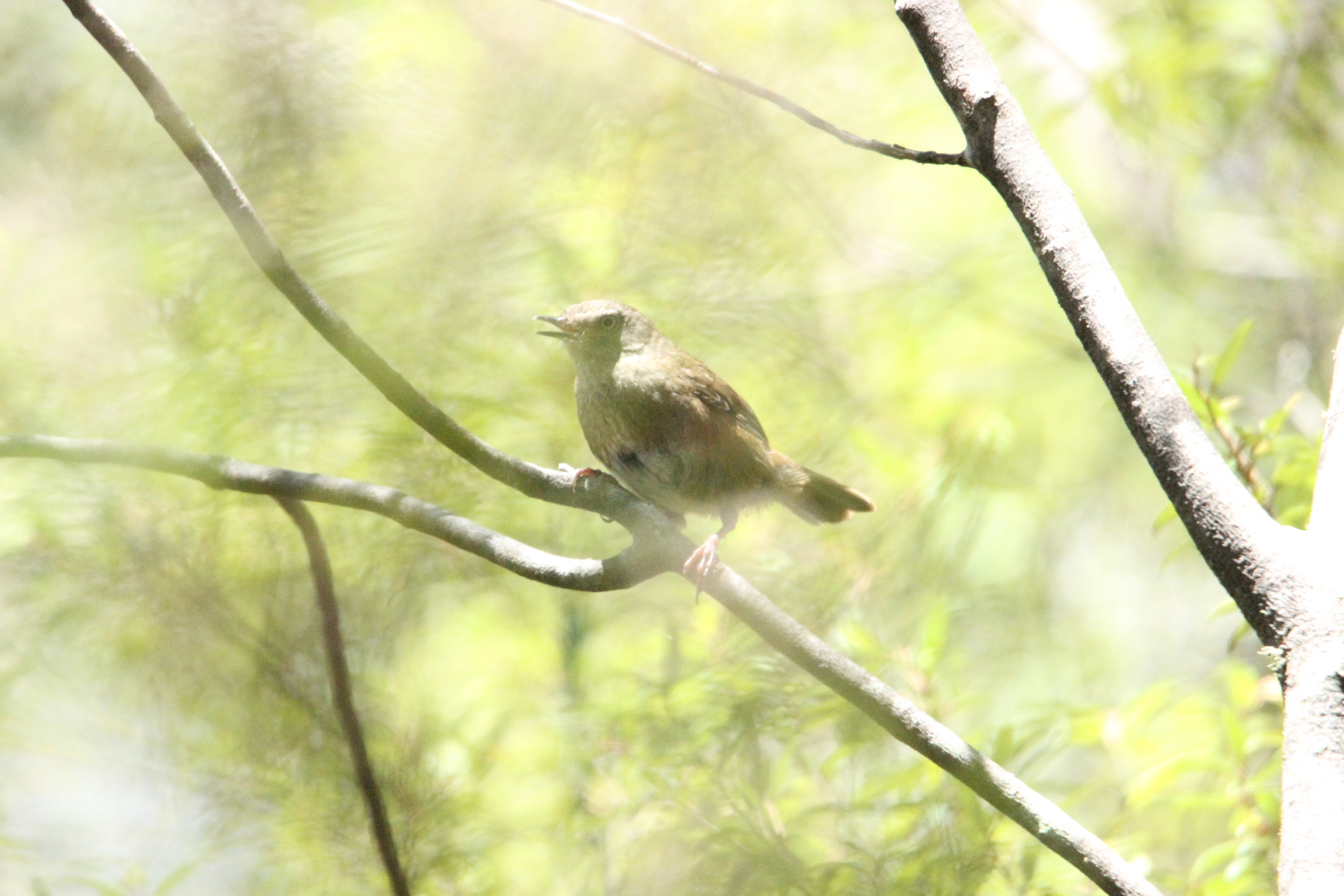 Tasmanian Scrubwren (Sericornis humilis), photo 1