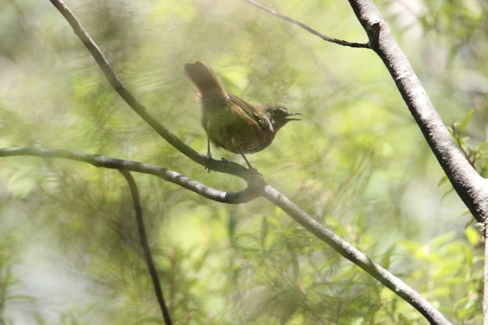 Tasmanian Scrubwren (Sericornis humilis), photo 2