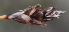 Carex nardina