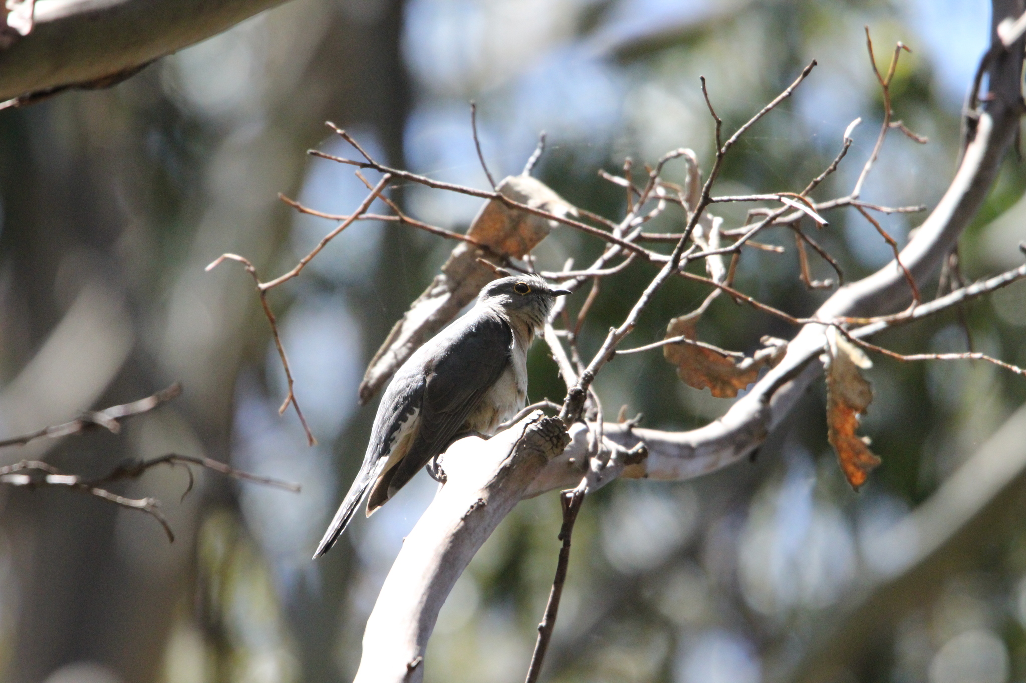 Fan-tailed Cuckoo (Cacomantis flabelliformis), photo 2