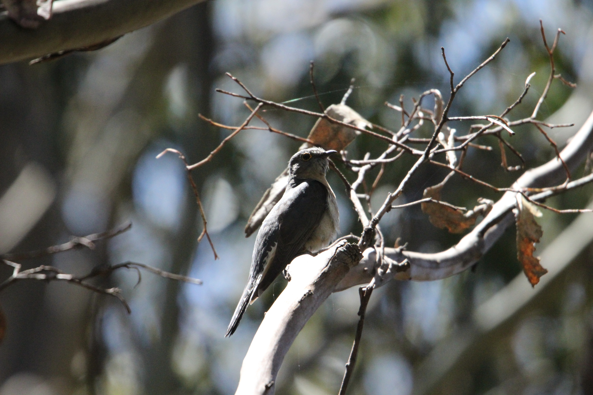 Fan-tailed Cuckoo (Cacomantis flabelliformis), photo 3