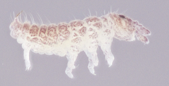 Ceratophysella