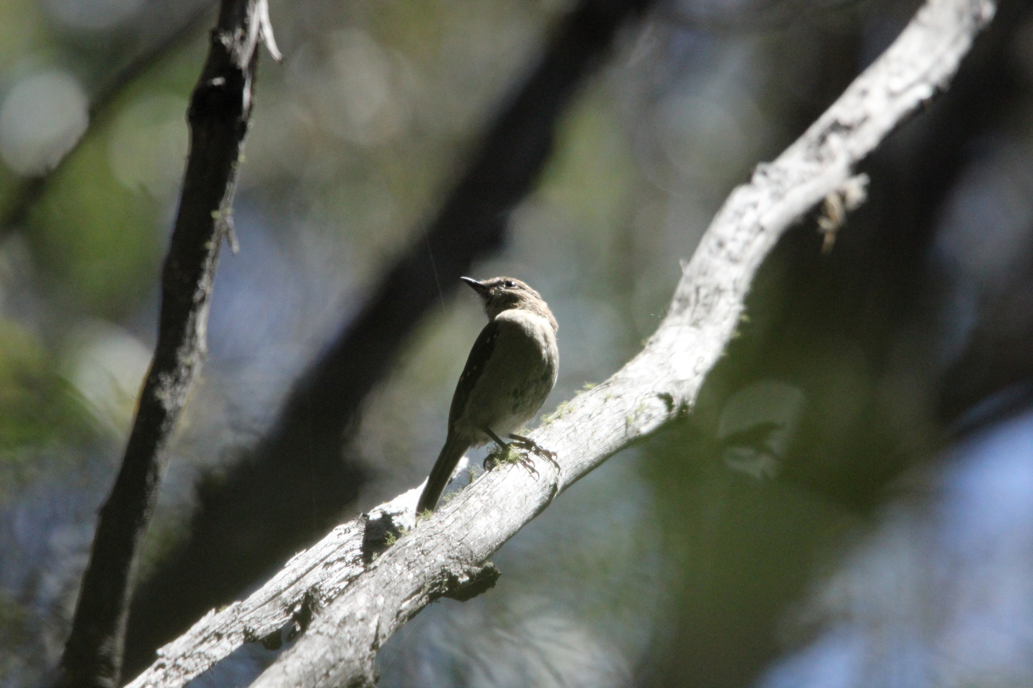 Dusky Robin (Melanodryas vittata), photo 3