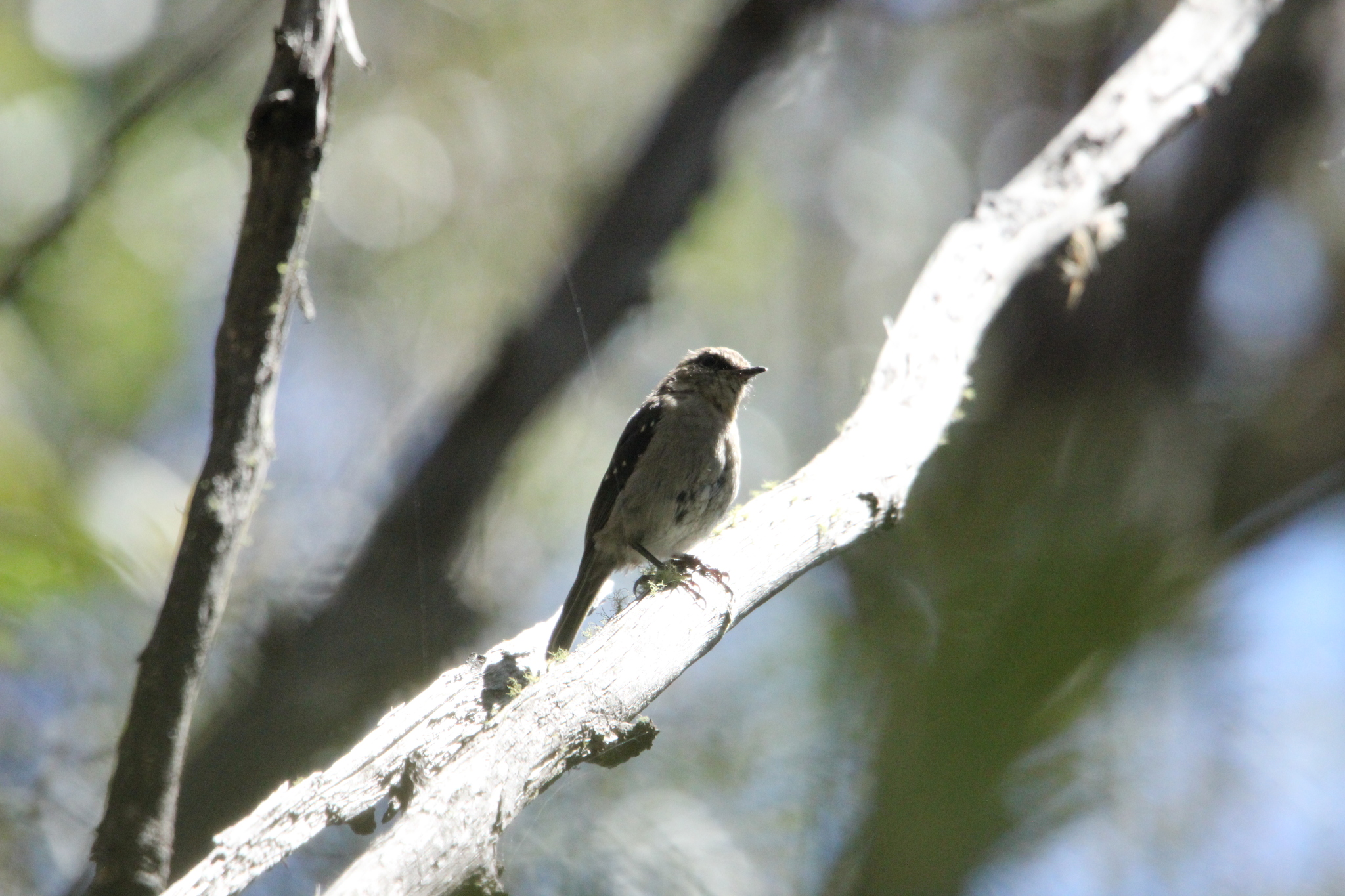 Dusky Robin (Melanodryas vittata), photo 4