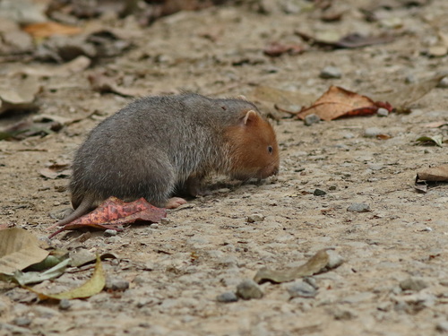 Large Bamboo Rat
