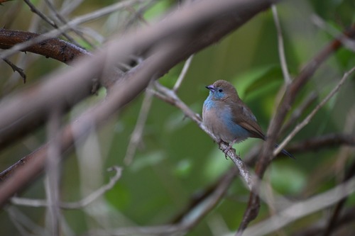 Red-cheeked Cordonbleu