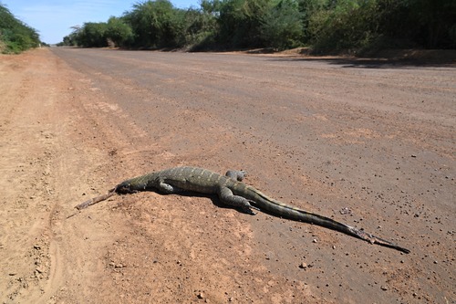 Nile Monitor