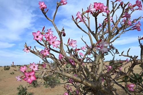 desert rose