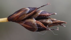 Carex nardina