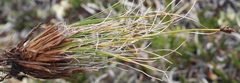 Carex nardina