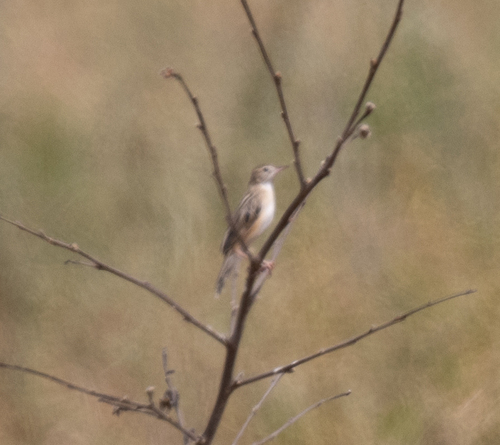 Pectoral-patch Cisticola (Cisticola brunnescens), photo 10