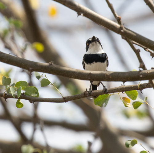 Pygmy Batis (Batis perkeo), photo 5