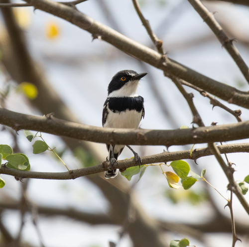Pygmy Batis (Batis perkeo), photo 4