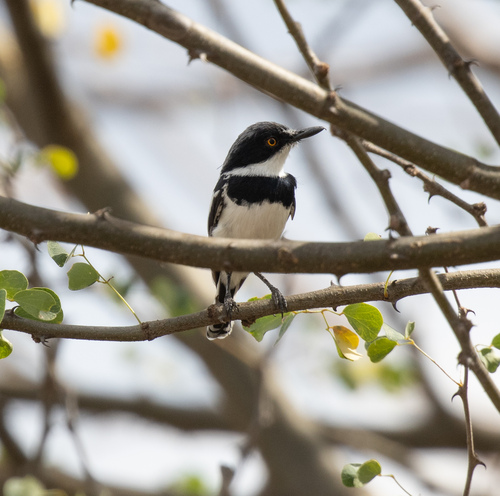 Pygmy Batis (Batis perkeo), photo 3