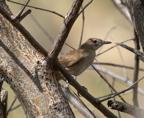Northern Brownbul (Phyllastrephus strepitans), photo 3