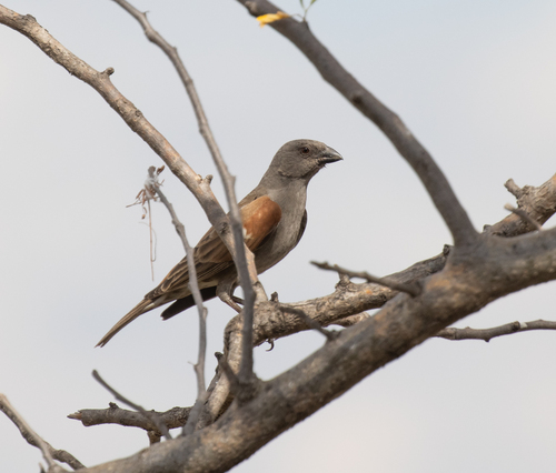 Parrot-billed Sparrow (Passer gongonensis), photo 3