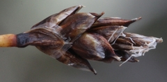 Carex nardina