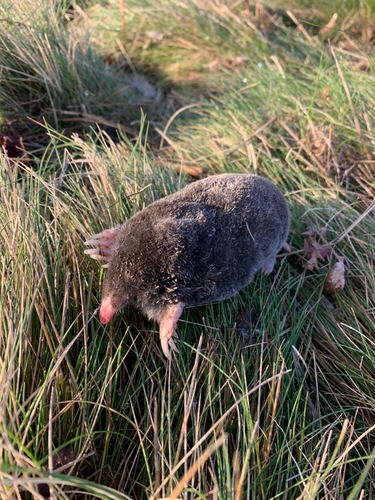 Coast Mole observed by dustfinger_
