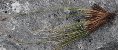 Carex nardina