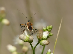 Cosmoclopius nigroannulatus