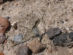 Carphoproscopia lancea