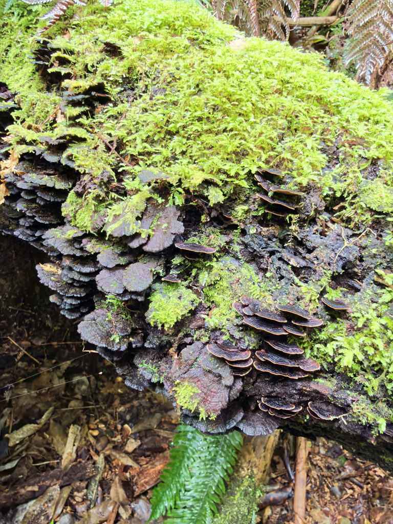 Hymenochaete microcycla · January 2026 · photo: © jeremy_rolfe (iNaturalist, cc-by)