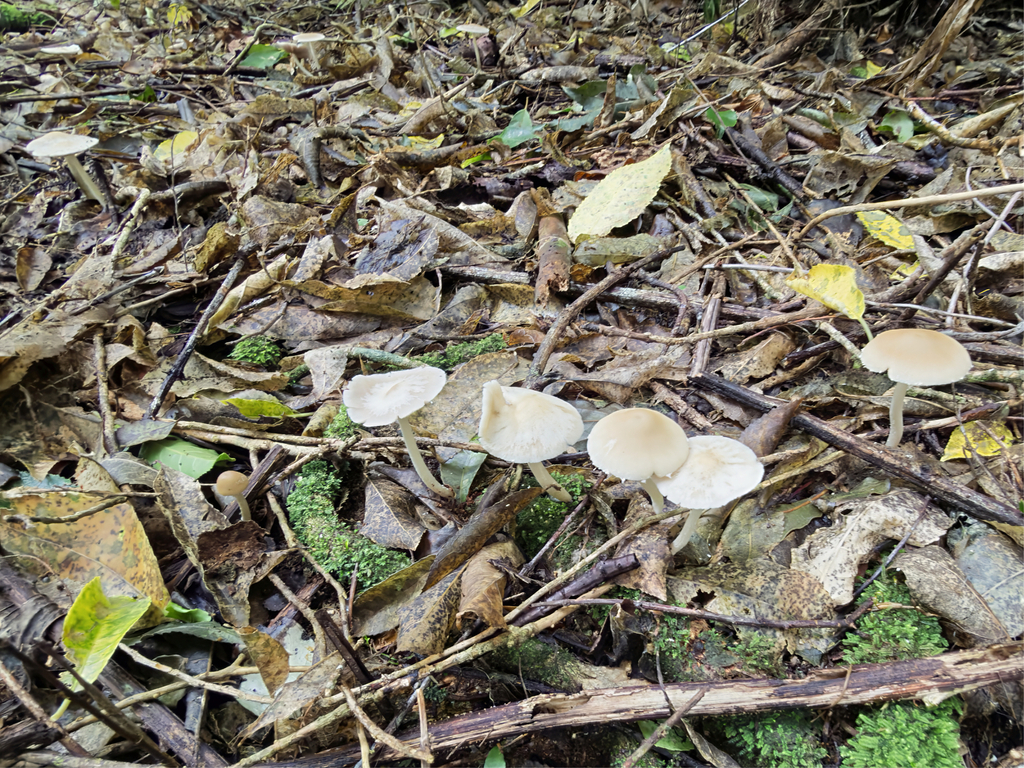 Candolleomyces candolleanus · January 2026 · photo: © jeremy_rolfe (iNaturalist, cc-by)