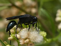 Stangeella cyaniventris