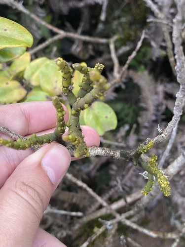 Korthalsella cylindrica observed 2026-01-19